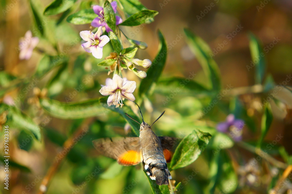 Fototapeta premium bee on flower