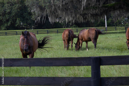 Beautiful horses on a horse breeding ranch in central Florida photo