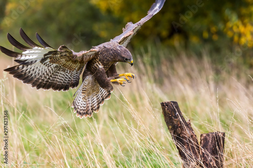  A wild buzzard landing on a tree stump.The Buzzard is a bird of prey in the Hawk and Eagle family. photo