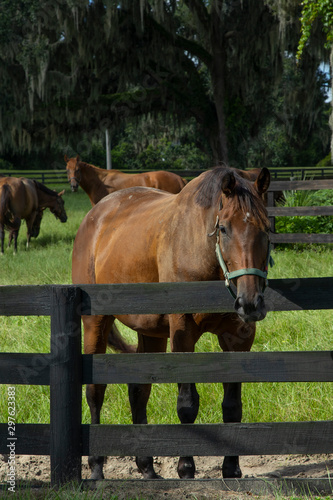 Beautiful horses on a horse breeding ranch in central Florida