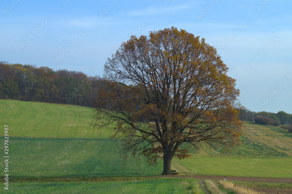 Obraz premium Freistehende Eiche