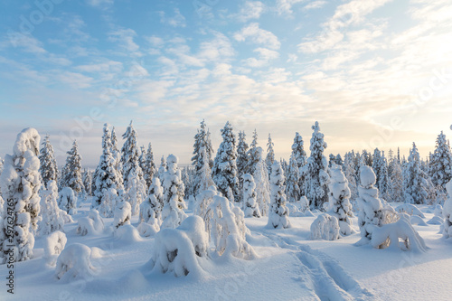 Snow covered trees, Riisitunturi National Park, Lapland, Finland photo