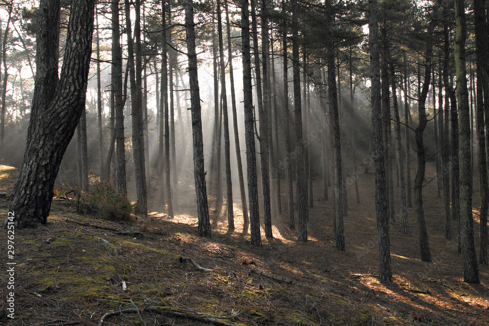 Forêt de pins