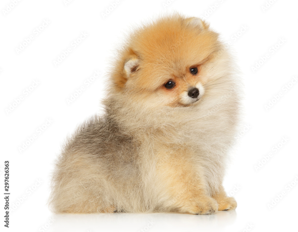 Pomeranian spitz puppy Pomeranian spitz puppy