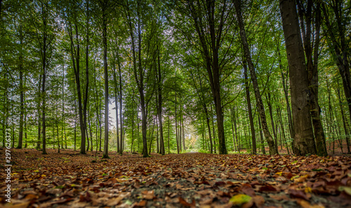 Herbstwald