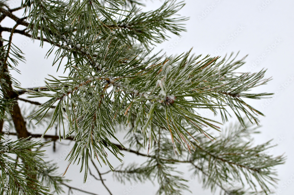 Background of snow covered pine branches with green needles. The concept of the onset of winter time and cold weather. Background of snow covered pine branches with green needles. The concept of the onset of winter time and cold weather.