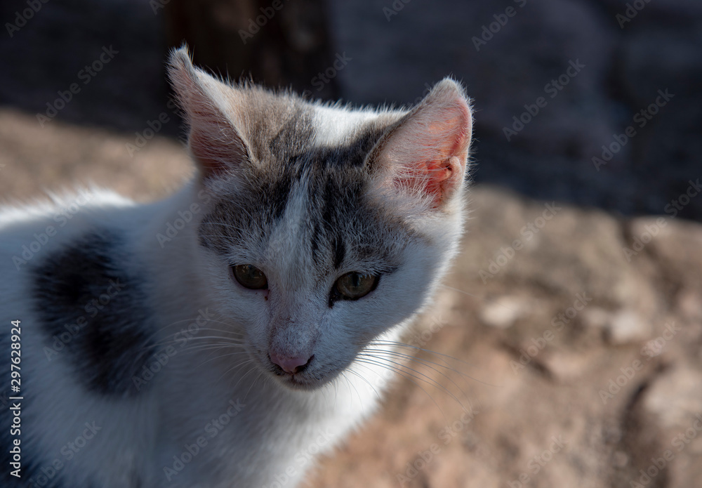 Portrait of a small kitten basking in the sun Portrait of a small kitten basking in the sun