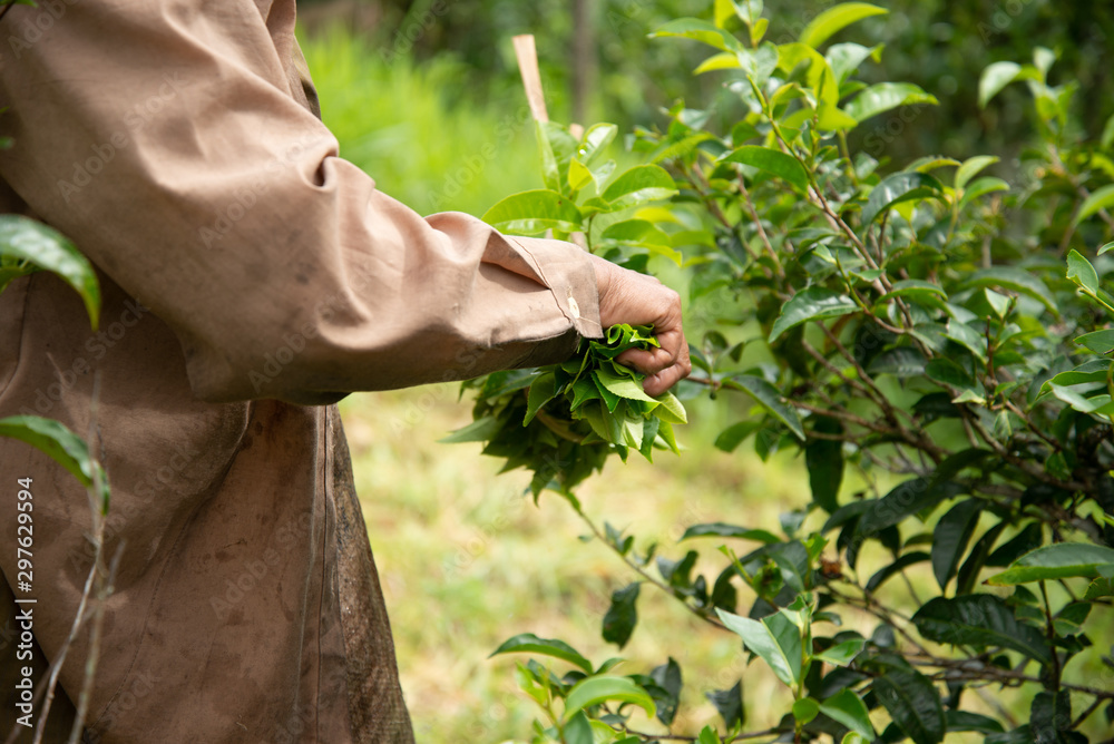 Harvesting tea leaves