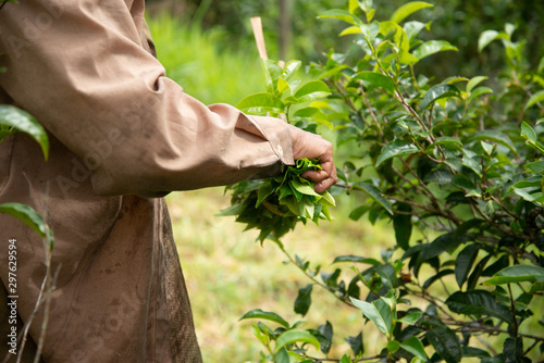 Obraz na płótnie Harvesting tea leaves w salonie