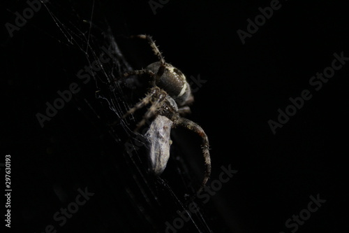 spider