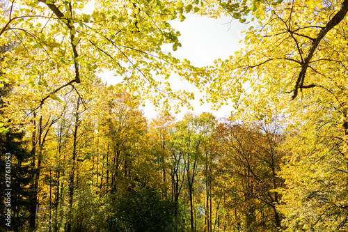 Natures beauty with high rise trees sunlight effect down from trees to earth giving perfect look of forest best to spend some lonely time within this amazing natures beauty. photo