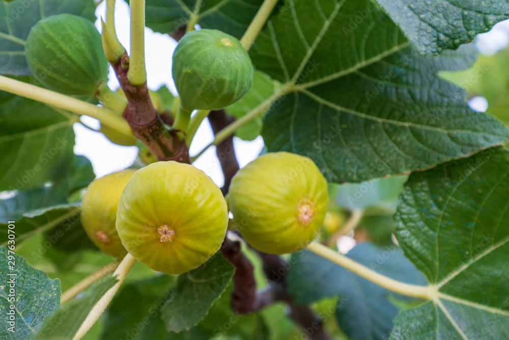 almost yellow ripened figs hang on a fig tree to ripen in the sun