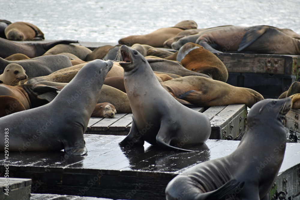 Fototapeta premium Sea Lions at Pier 39