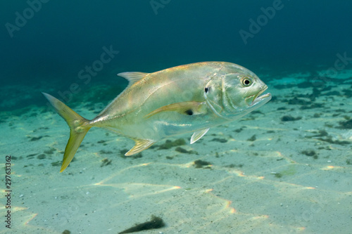 Close up shot of a wild Crevalle Jack (Caranx hippos) as it circled close to the camera. Also known as Common Jacks, these fish are fast, agile predators, feeding on other, smaller fish.