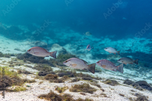 Photography A small school of Mangrove Snapper (Lutjanus griseus) hovers near the bottom of a Florida spring just after sunrise