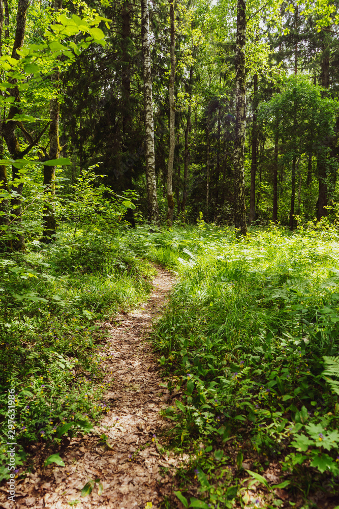 View of a bright, green and fresh forest with a pathway for a calm recreational walk. View of a bright, green and fresh forest with a pathway for a calm recreational walk.