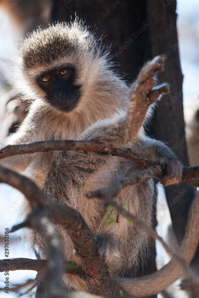 Obraz premium Wildlife problems