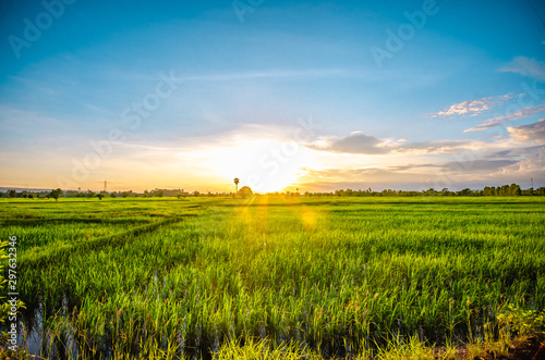 sunset over the field