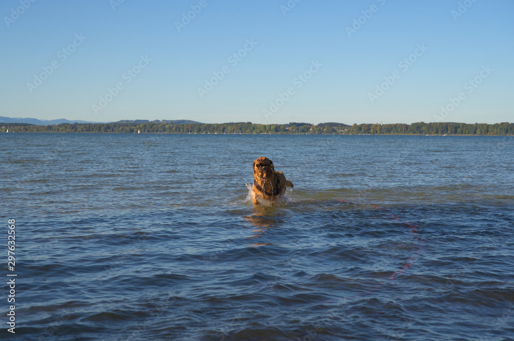 Obraz premium Fuchsroter Labrador Retriever apportiert Stock am Chiemsee