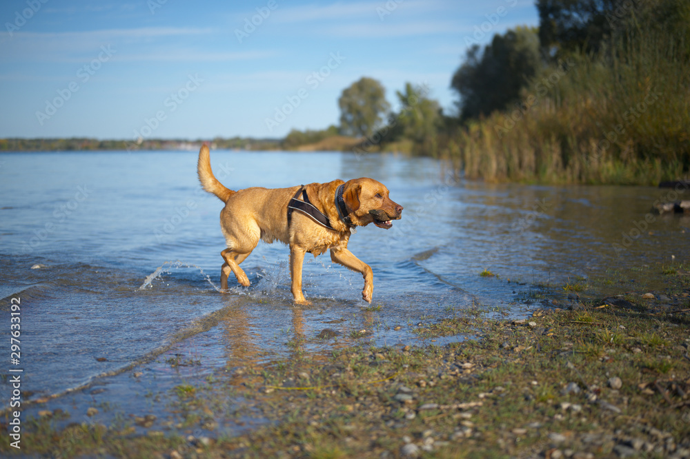 Fuchsroter Labrador Retriever apportiert Stock am Chiemsee Fuchsroter Labrador Retriever apportiert Stock am Chiemsee