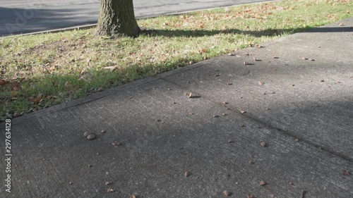 Acorns Fall From Tree 25p photo