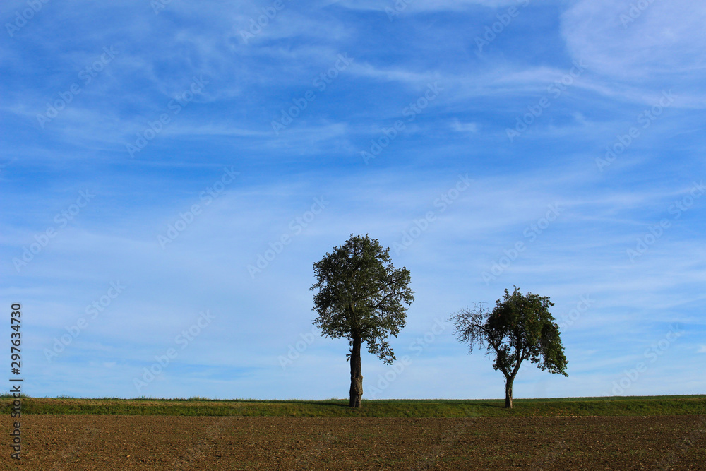Obraz premium Two apple trees standing on the horizon behind a plowed field