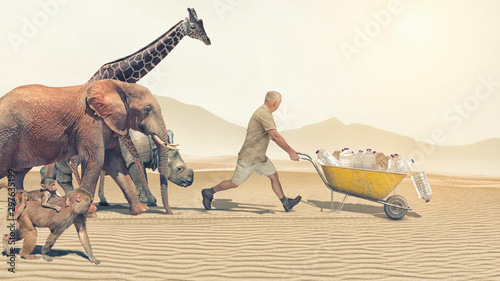 A man with a wheelbarrow loaded with water runs away from animals photo