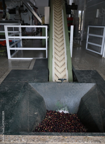 The process of producing olive oil in a modern oil mill in Northern Cyprus. Conveyor or conveyor for transporting olives