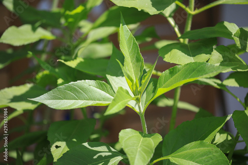 Wallpaper Mural Green Leaves  Torontodigital.ca