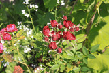 red rose bush