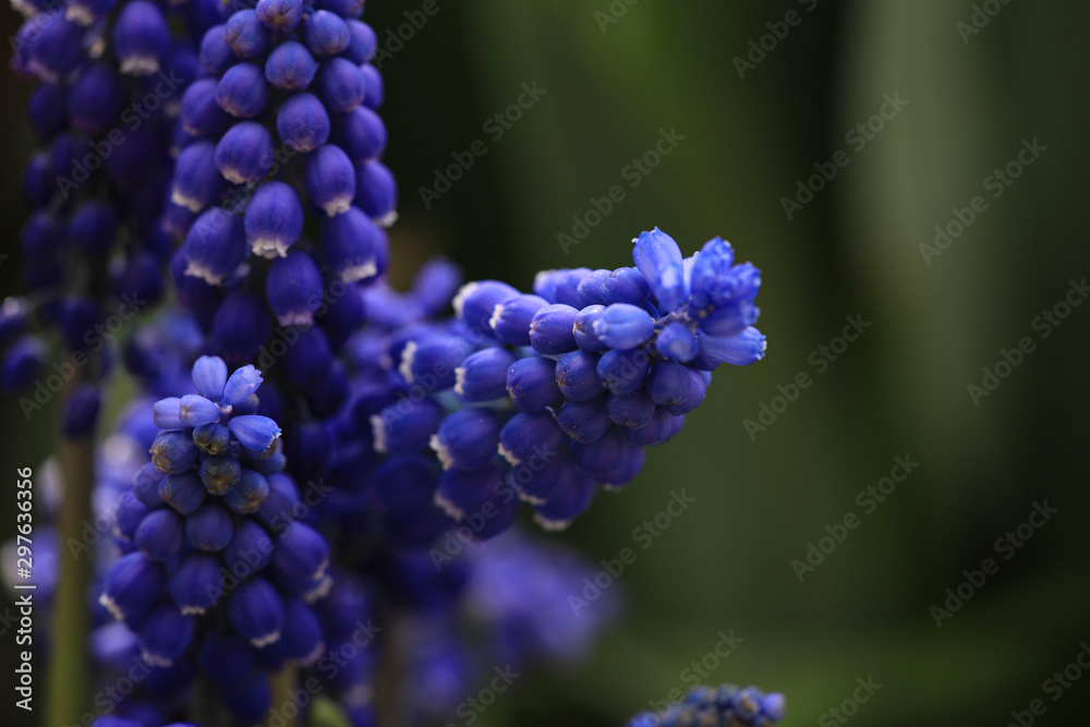 Blue Muscari Blue Muscari