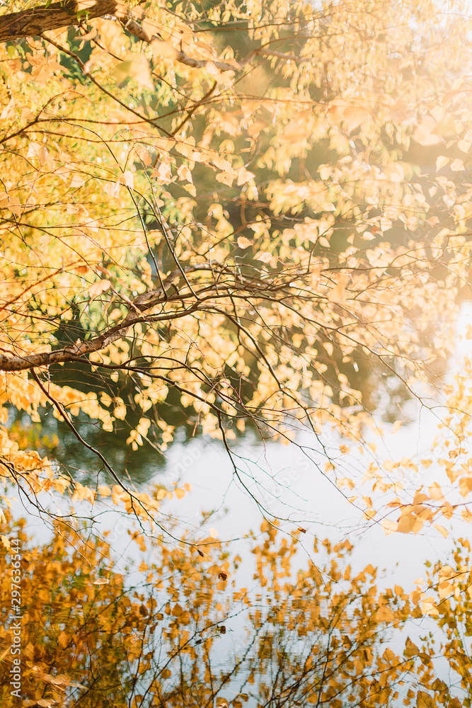 Fototapeta premium Осень листва