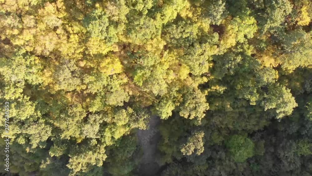 Top view of the forest. Quadcopter shooting Top view of the forest. Quadcopter shooting