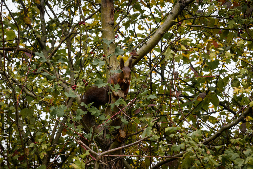 Small brown squirrel on a tree Small brown squirrel on a tree