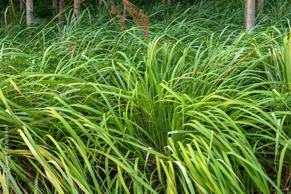 Closeup shot on green grass background Closeup shot on green grass background