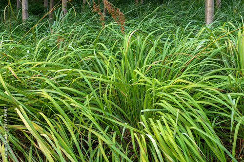 Closeup shot on green grass background