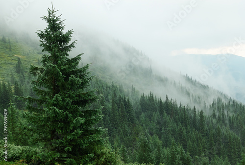 Mountains with forests. Carpathian Mountains
