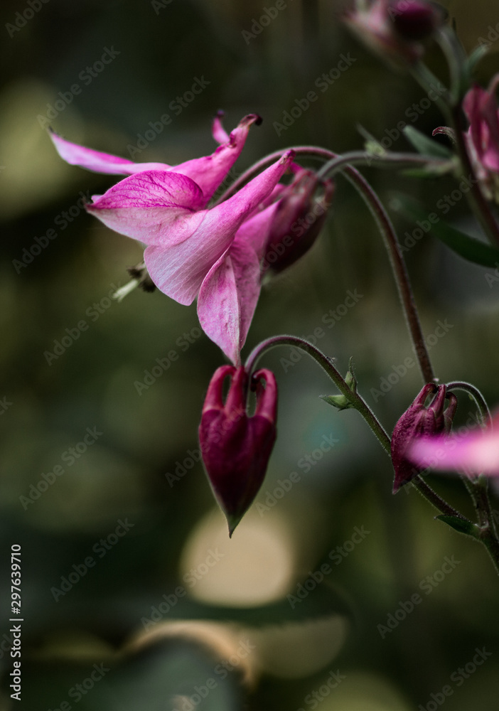 Blume Blume