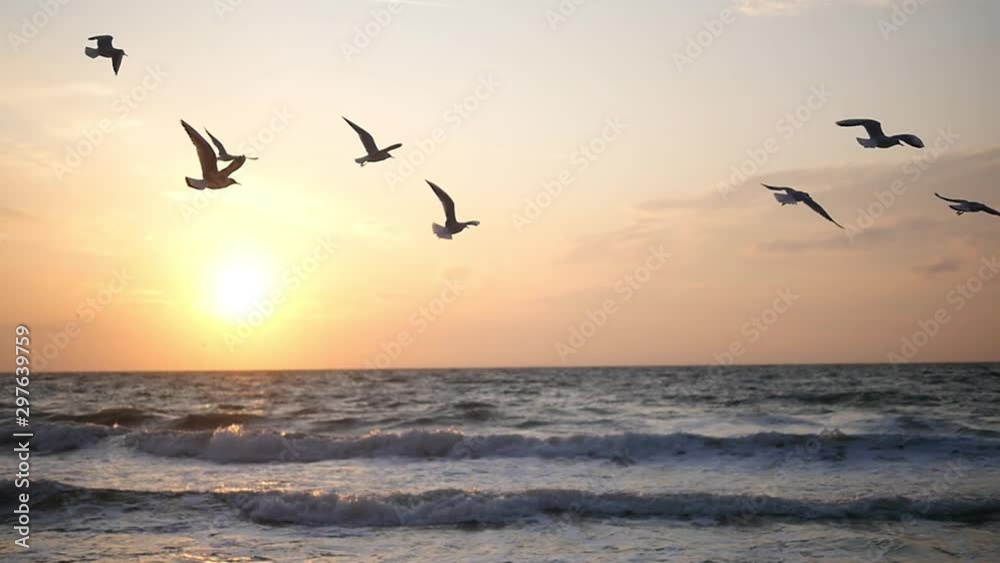 Seagulls on the beach at sunset