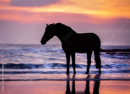 Pferd im Sonnenuntergang am Meer © Lara