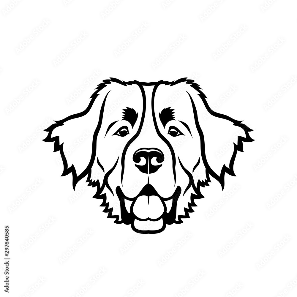 Fototapeta premium Bernese mountain dog - isolated vector illustration