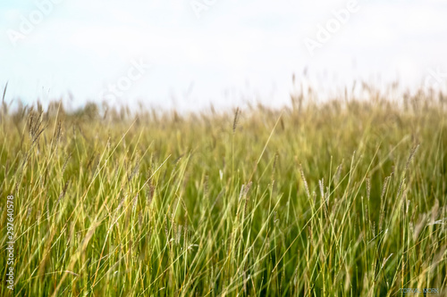 Wild grasses against a white background