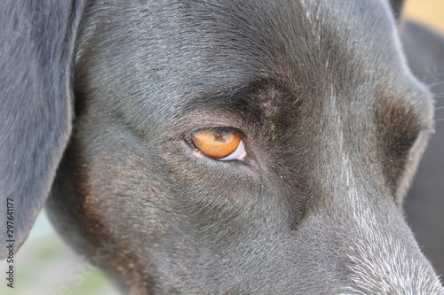 Auge vom Hund