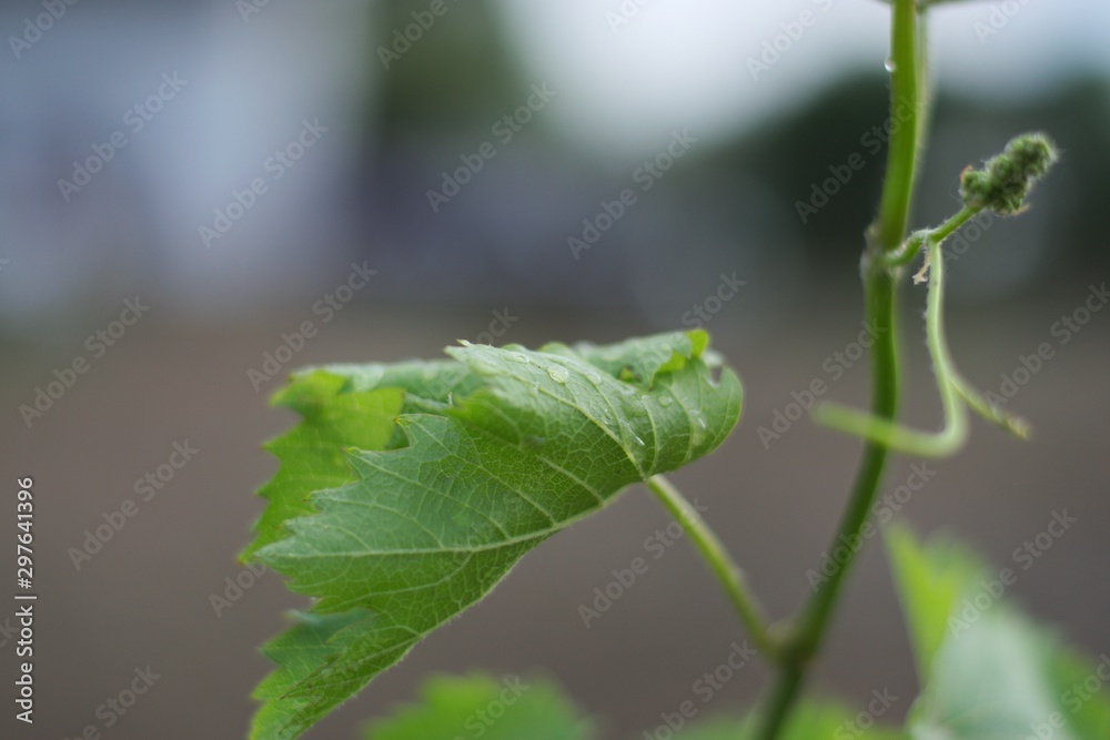 leaf leaf