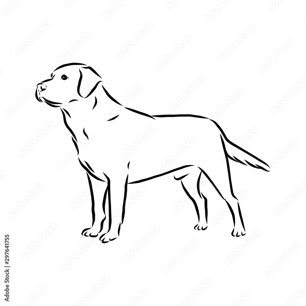 vector illustration of a dog, labrador sketch vector illustration of a dog, labrador sketch