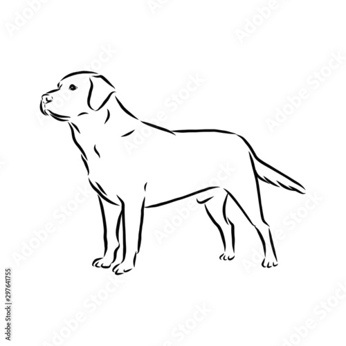 vector illustration of a dog  labrador sketch 