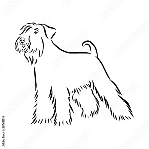 vector image of a dog, schnauzer dog sketch