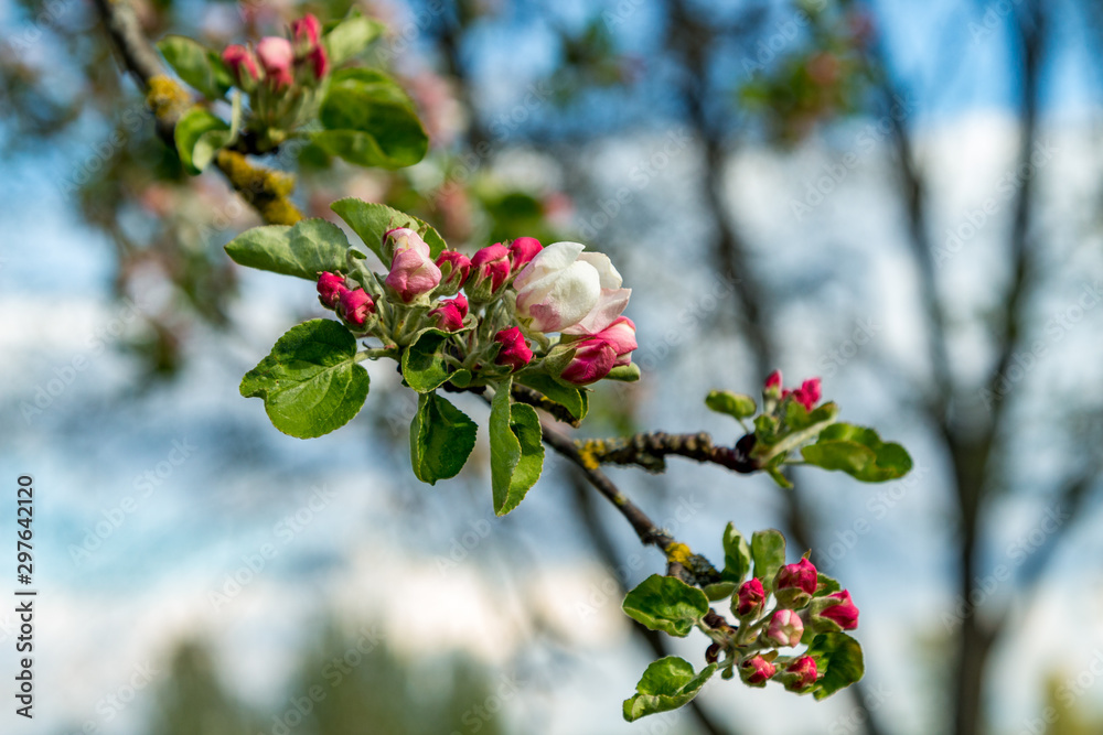 Apple tree blossoms