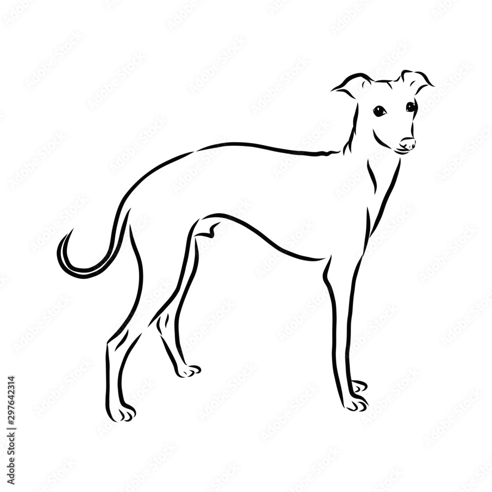 silhouette of a dog, greyhound dog sketch 