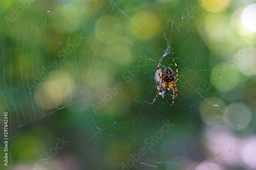 A European garden spider in a spider web